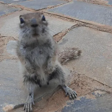 Dos Gatos Fuertaventura Casa vacanze